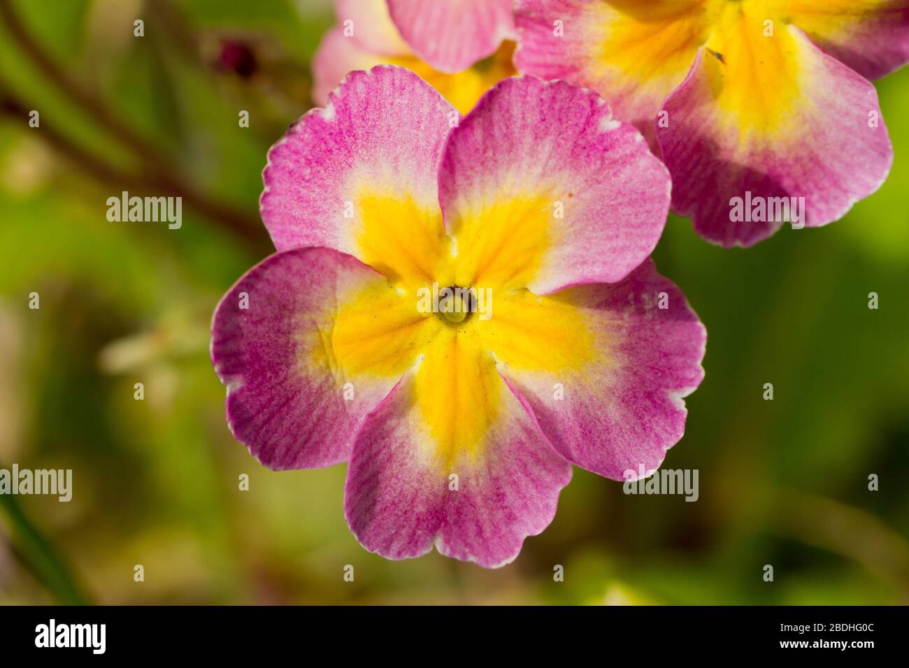 Primula vulgaris, fiori di primula rosa e giallo primo piano, primavera, Regno Unito Foto Stock