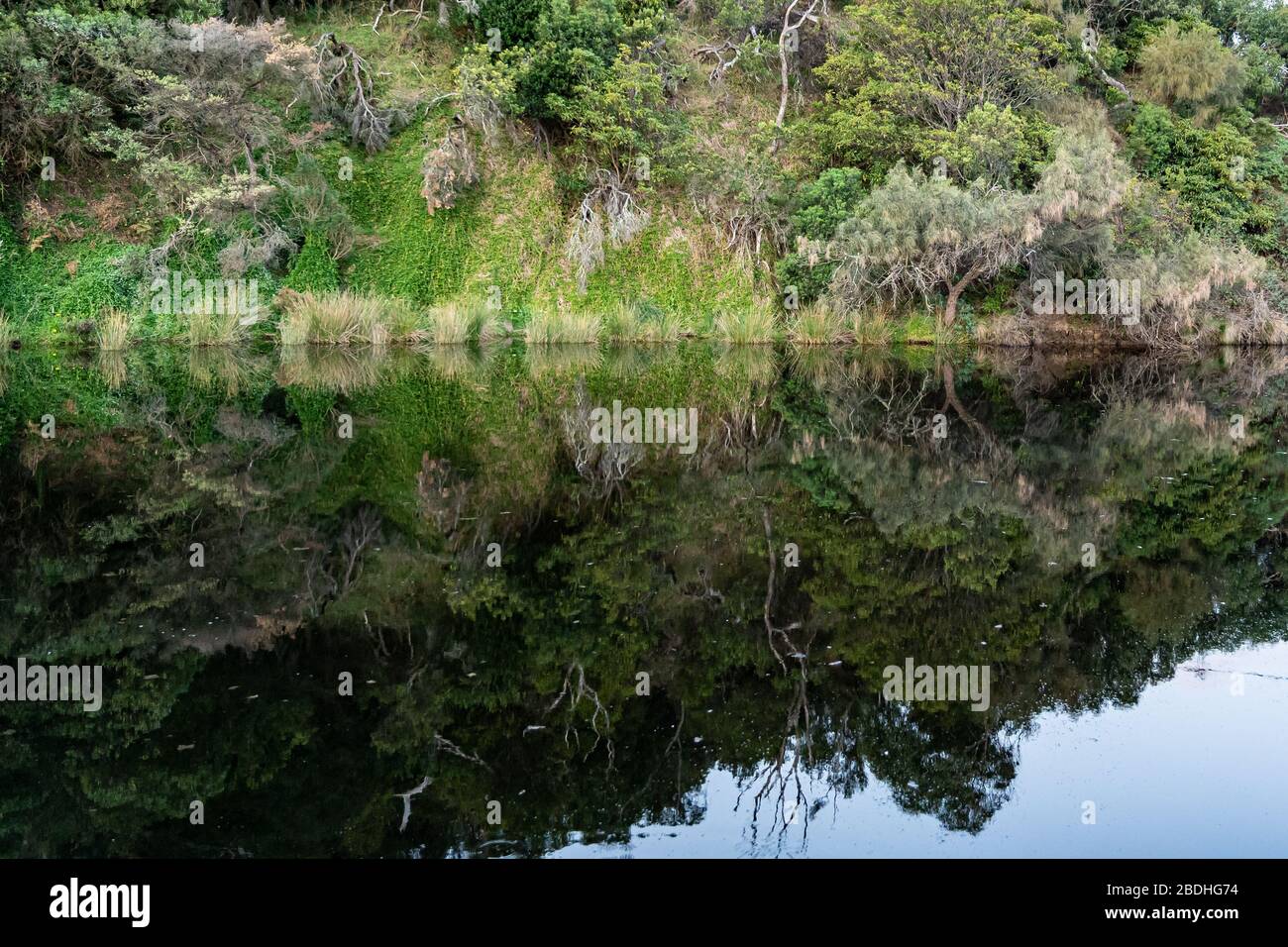 Woodland Reflections in Kennet River, Great Ocean Road, Australia Foto Stock