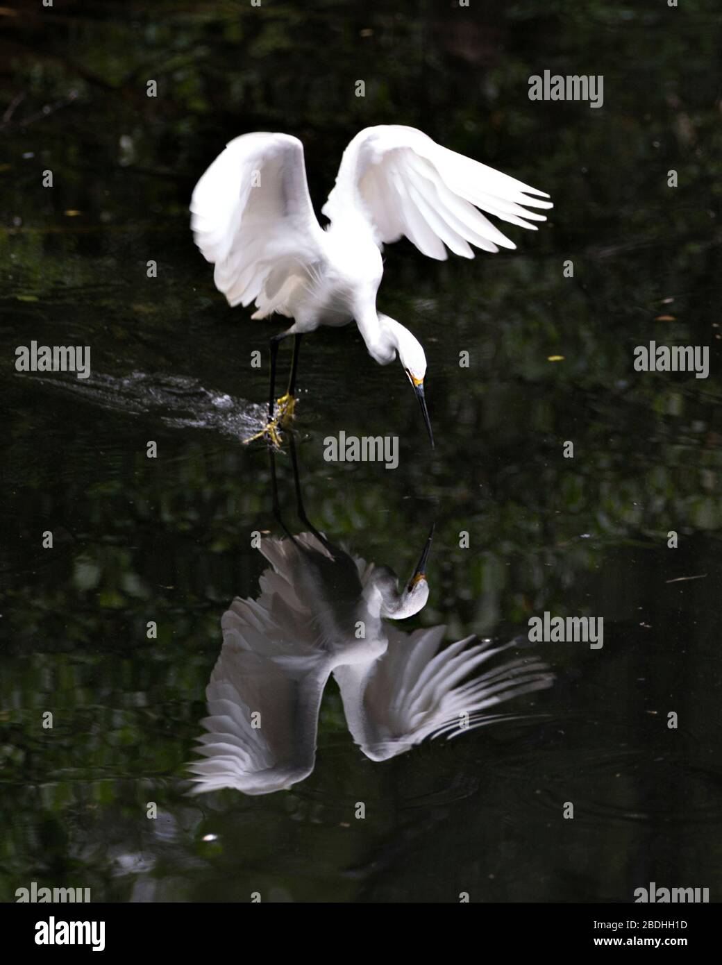 Snowy Egret uccello primo piano profilo vista dall'acqua con uccello riflesso delle sue ali sparse, testa, becco, occhio, soffice piumaggio, piedi gialli nel suo envi Foto Stock