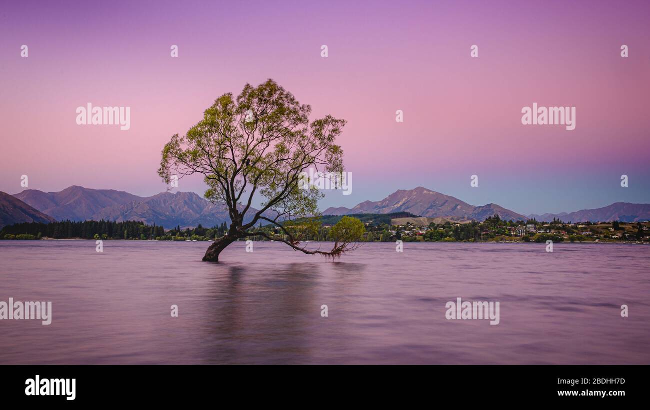 Wanaka Tree, Nuova Zelanda Foto Stock