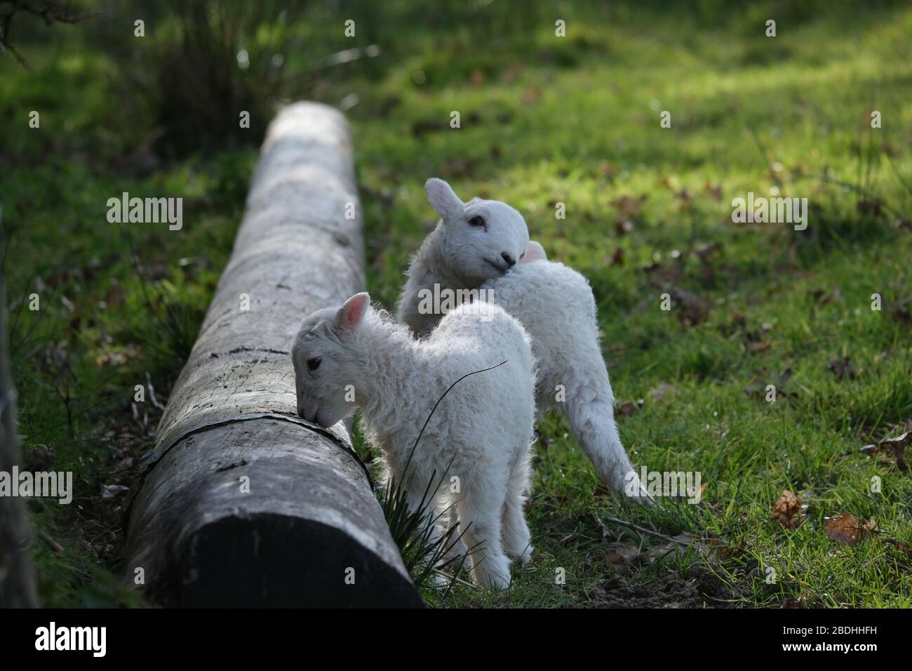 Primavera: Due agnelli gallesi molto carini e curiosi Foto Stock