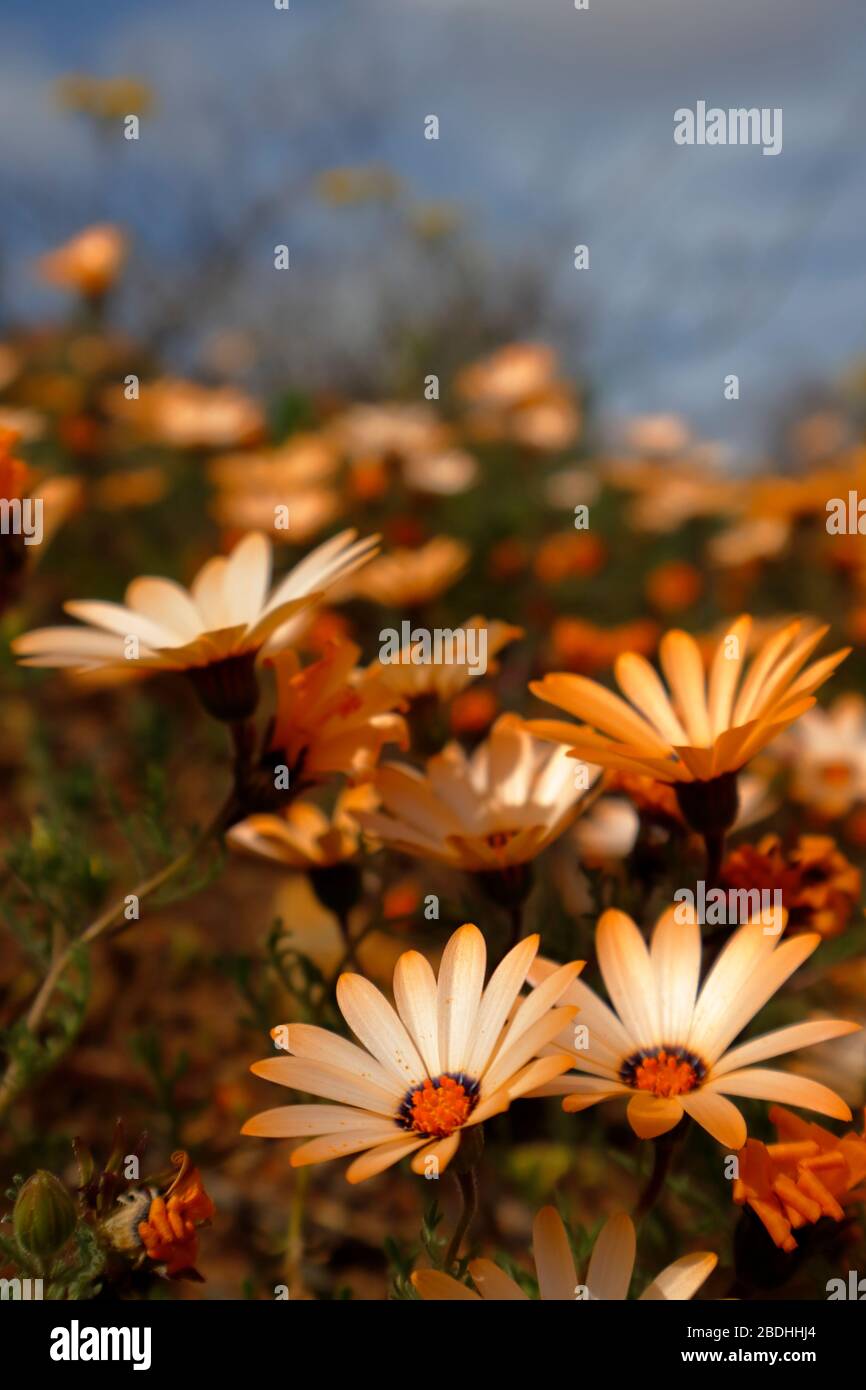 Diorphotheca Sinuata di Namaqualand dai colori vivaci sparse attraverso il paesaggio a Bitterfontein, Provincia del Capo del Nord, Sud Africa Foto Stock