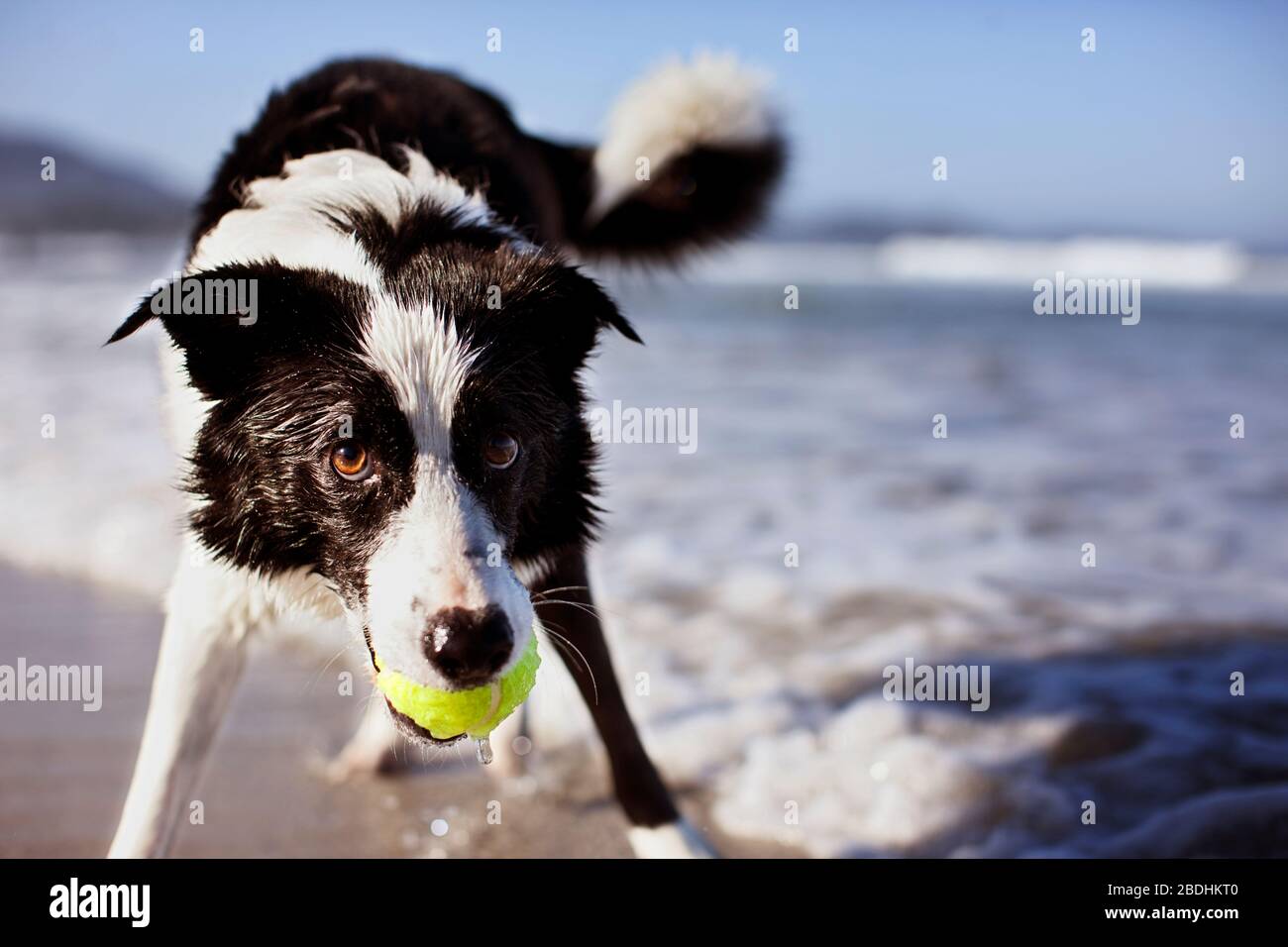 Cane che tiene una palla da tennis in bocca. Foto Stock
