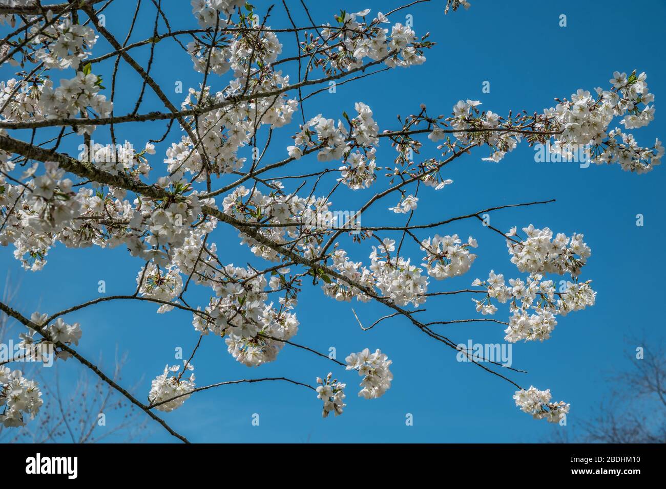 Guardando verso l'alto verso il cielo blu luminoso che illumina i rami di alberi fioriti bianchi all'inizio della primavera Foto Stock