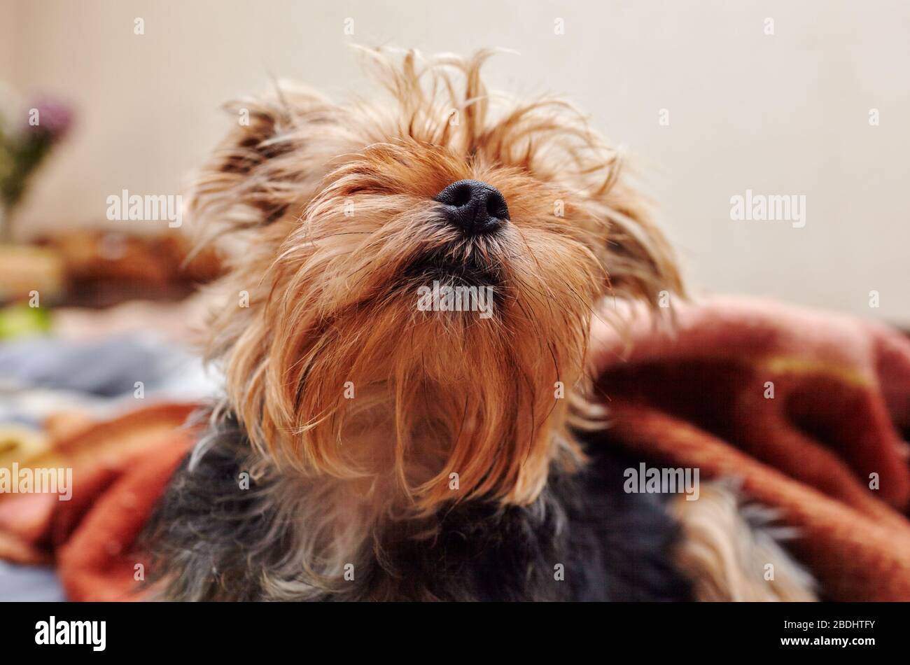 Bella yorkshire terrier sul letto in attesa di giocare Foto Stock