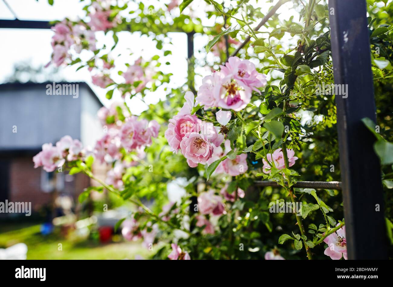 Fiore rosa cespuglio. Foto fiore di rosa. Bella primavera o estate pianta fioritura. Fiore immagine luminosa Foto Stock