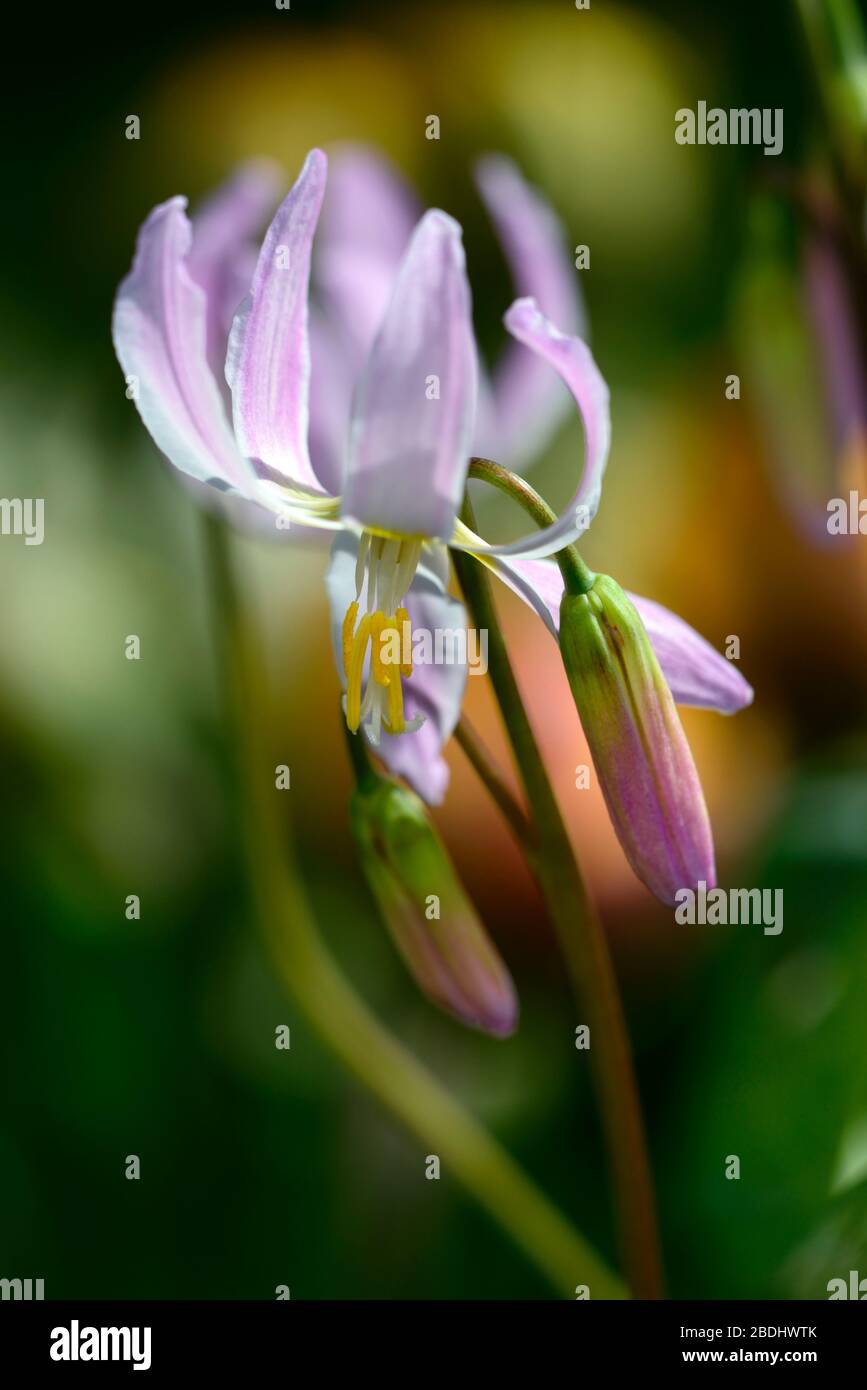 Eritronium Cascade Sunset Strain, Soft Pink fiori, giardino di legno, ombra, ombreggiato, legno, dente del cane viola, primavera, fiori, fiore, fioritura, RM Flor Foto Stock