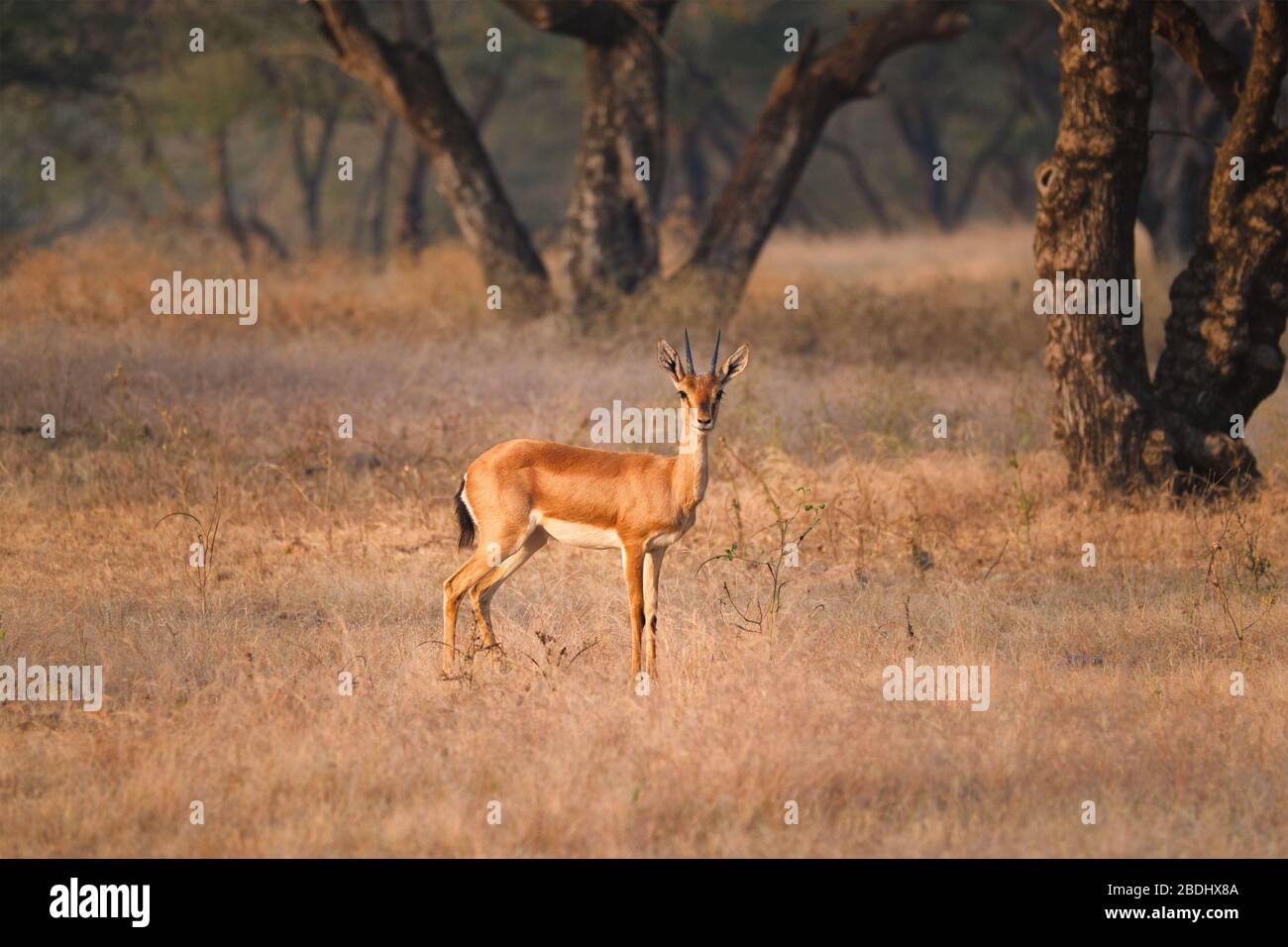 Gazzelle o chinkara di bennetti indiani nel parco nazionale di Rathnambore, Rajasthan, India Foto Stock