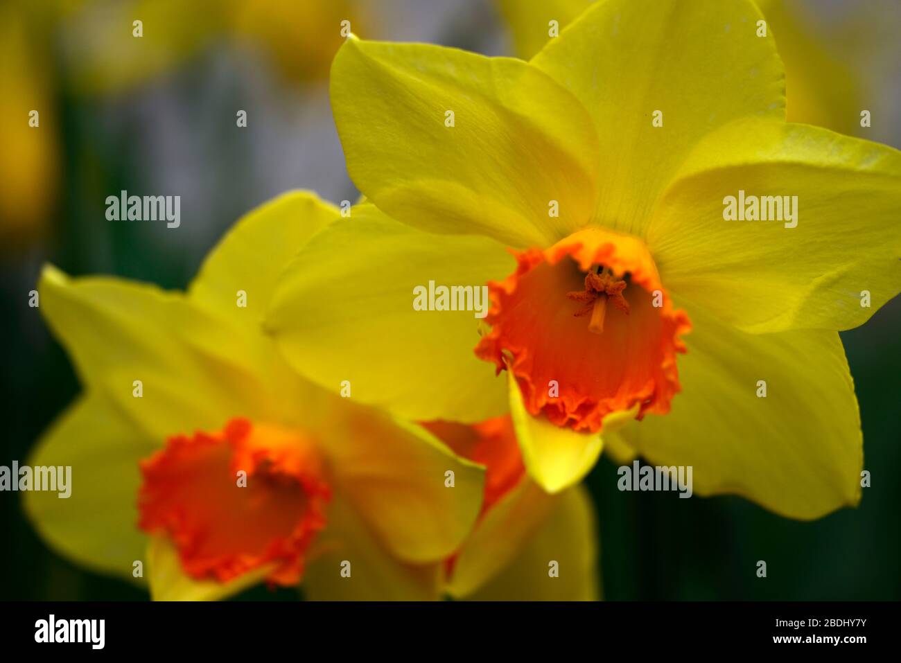 Narcissus Rosso Devon, petali gialli, tromba rossa arancione, coppa rossa arancione, fiori, primavera, giardino, RM floreale Foto Stock