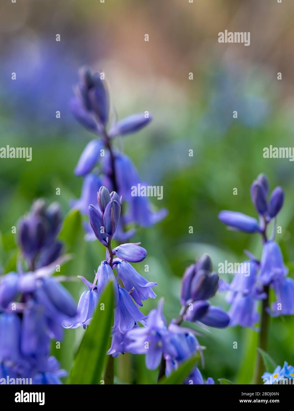 Bluebells in primavera, fotografato nel bosco vicino al giardino recintato a Eastcote House Gardens, London Borough of Hillingdon, UK. Foto Stock