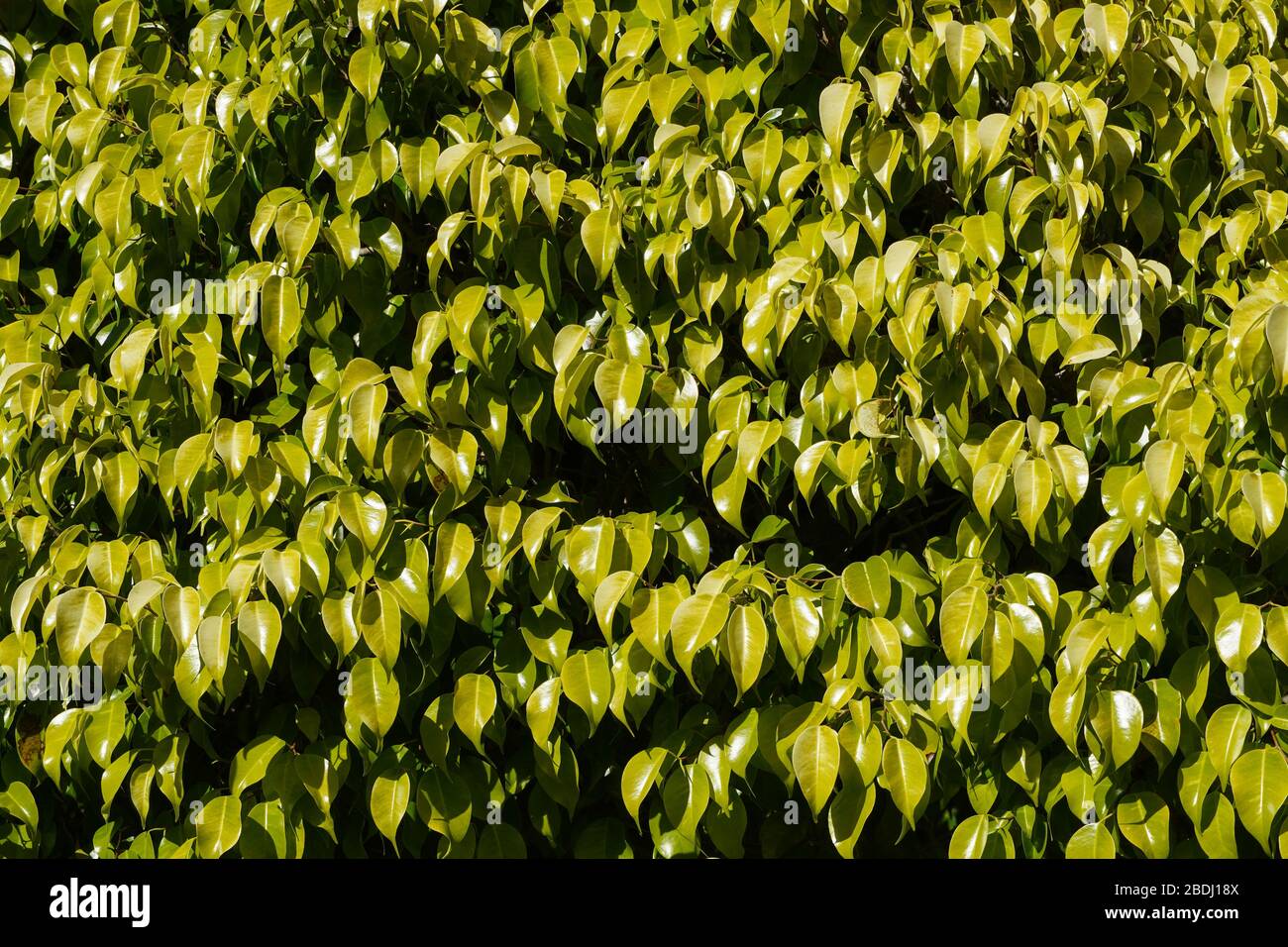 La cornice completa primo piano del fogliame verde intenso di un albero di ficus; farebbe un buon sfondo. Foto Stock