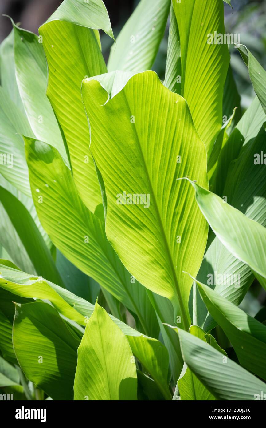 Turmeric plant curcuma longa immagini e fotografie stock ad alta  risoluzione - Alamy