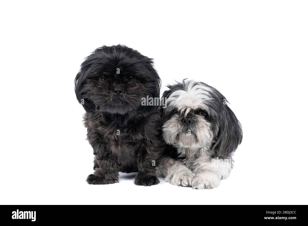 Due Shih-Tzu ( Shih Tzu ) cucciolo e madre nero e bianco e grigio, seduto e sdraiato isolato su uno sfondo bianco guardando la macchina fotografica, due cani Foto Stock