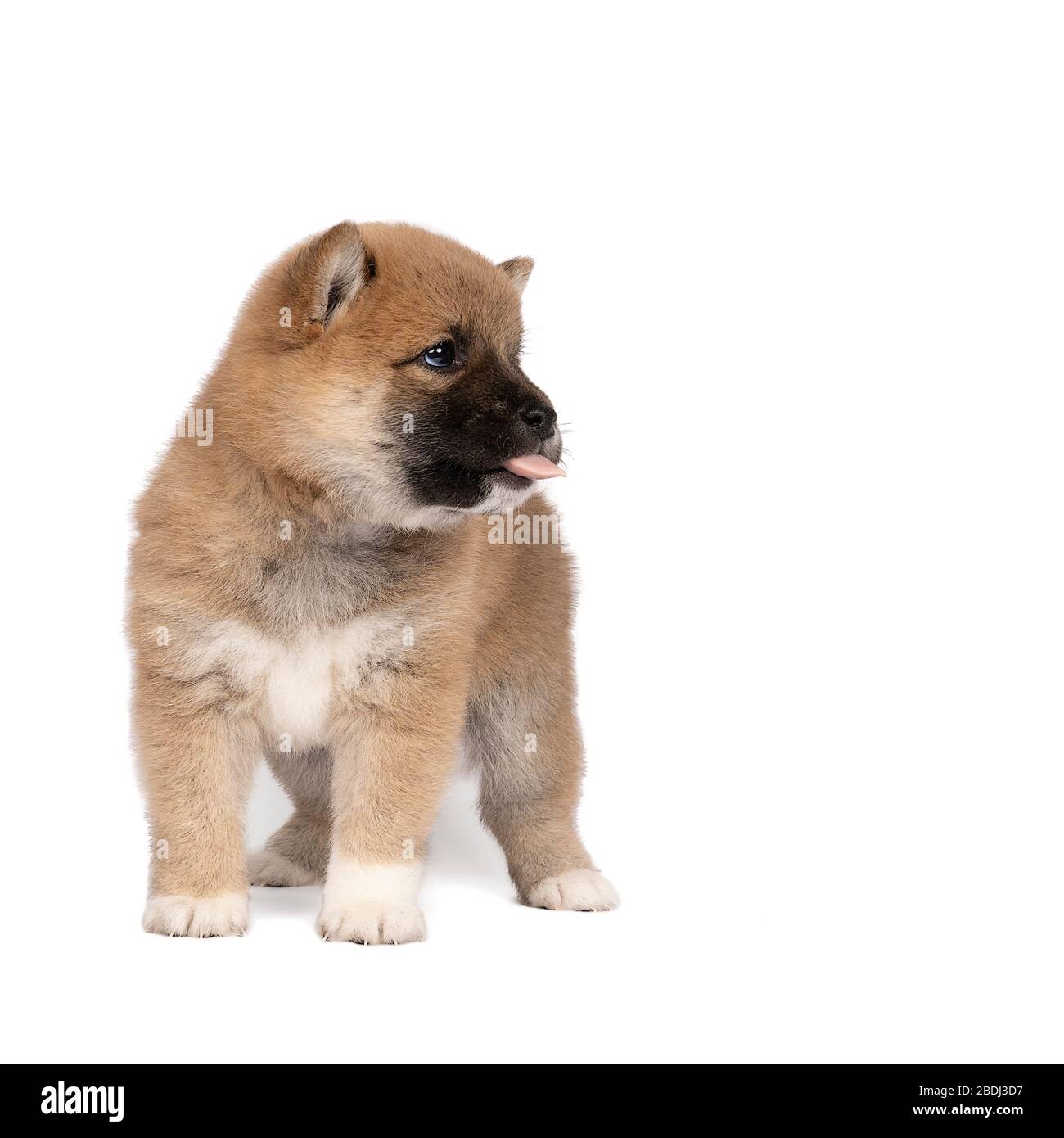 Un cucciolo Shiba Inu isolato su uno sfondo bianco che mostra la sua lingua guardando a destra Foto Stock