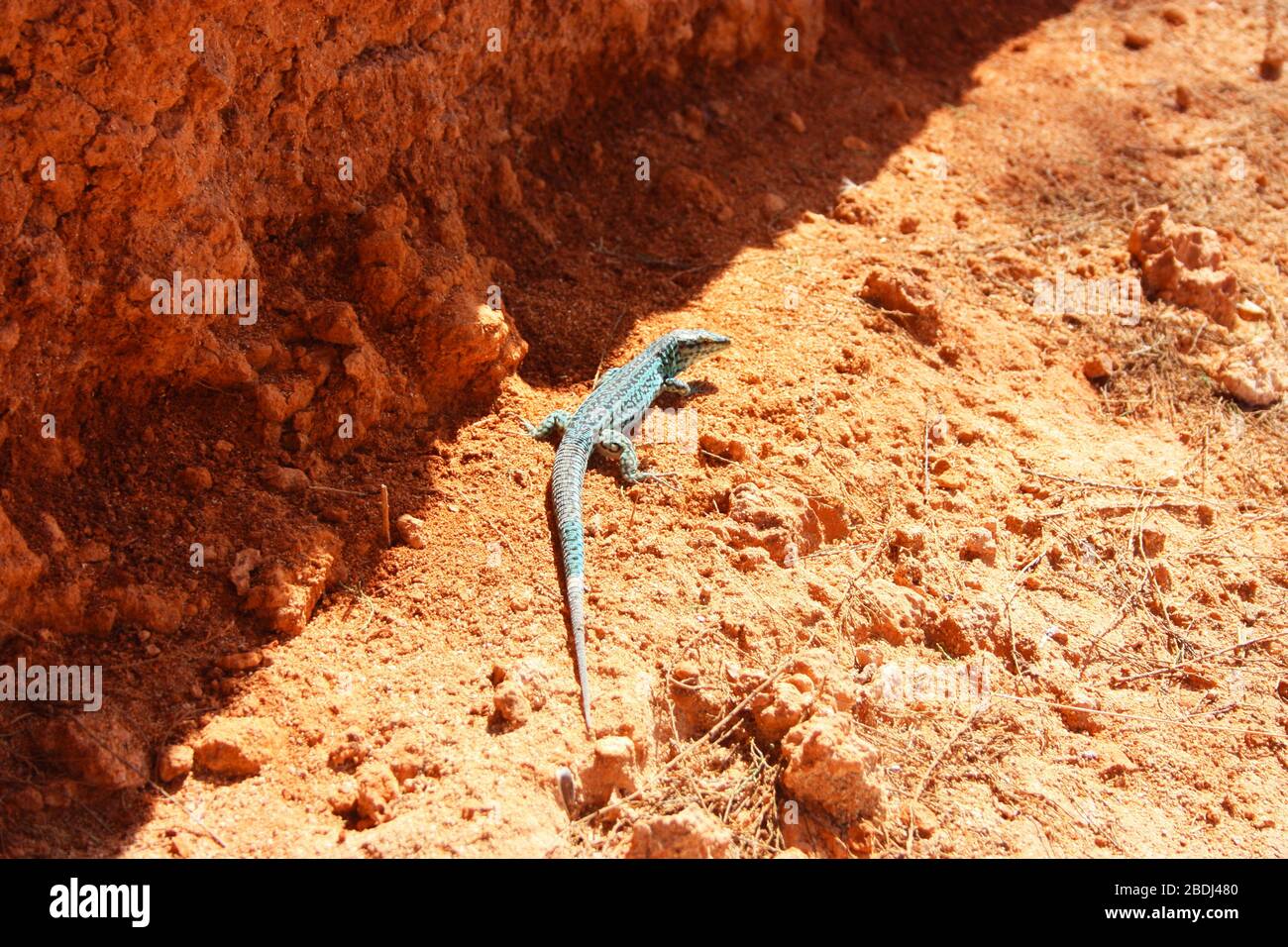 lucertola verde al sole tra le rocce e la terra del deserto rosso a ibiza Foto Stock