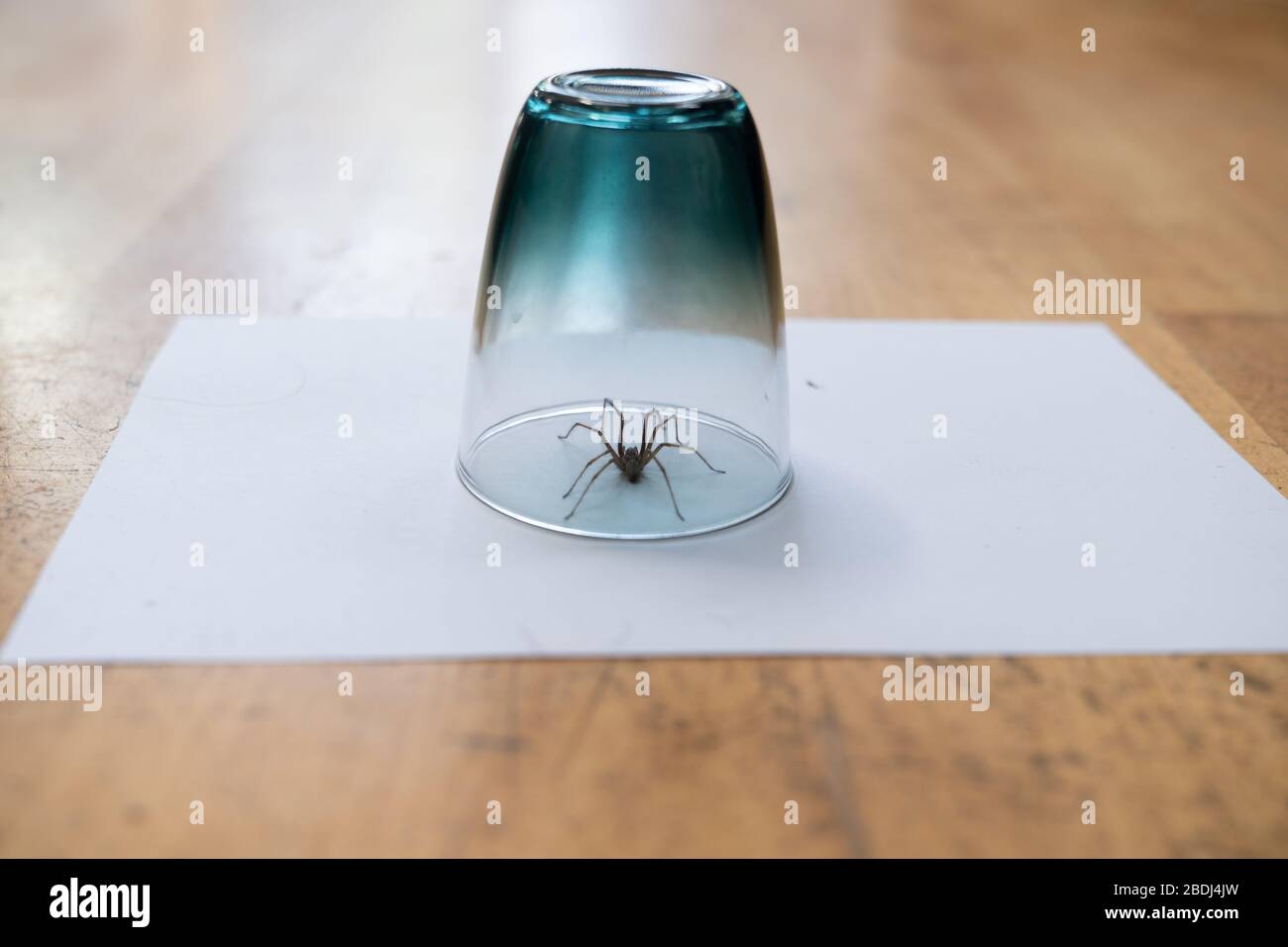 Un grande ragno scuro casa comune sotto un bicchiere su un pavimento di legno liscio visto da terra in un soggiorno in una casa residenziale Foto Stock