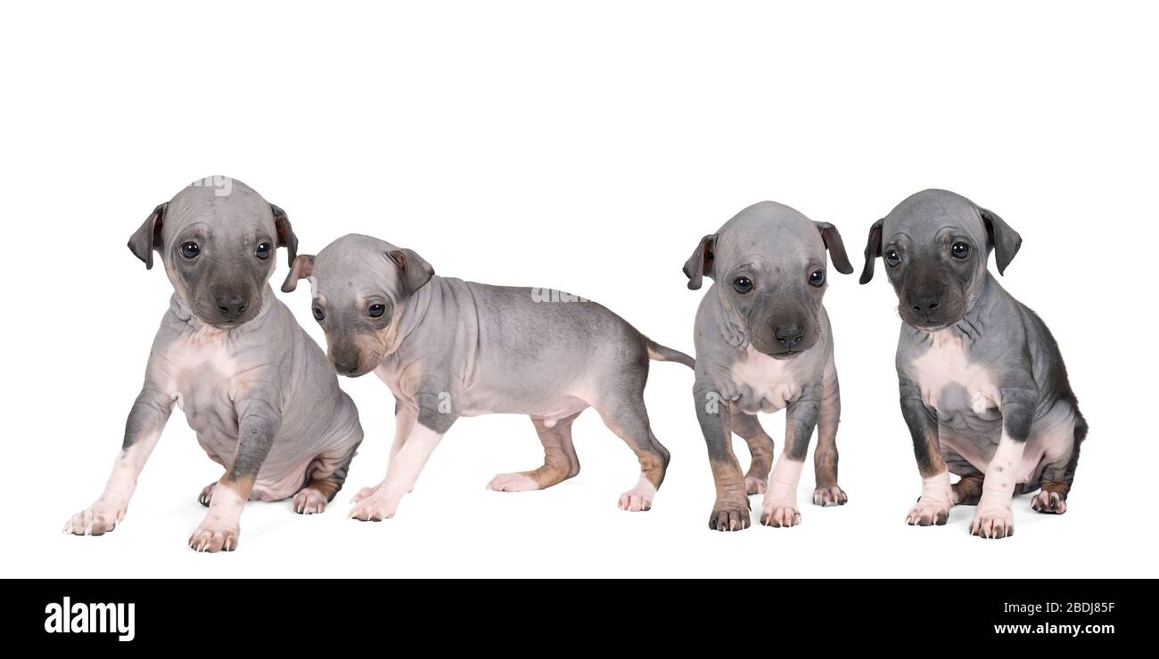 Panorama di quattro cuccioli di Terrier senza peli americani isolati su sfondo bianco Foto Stock