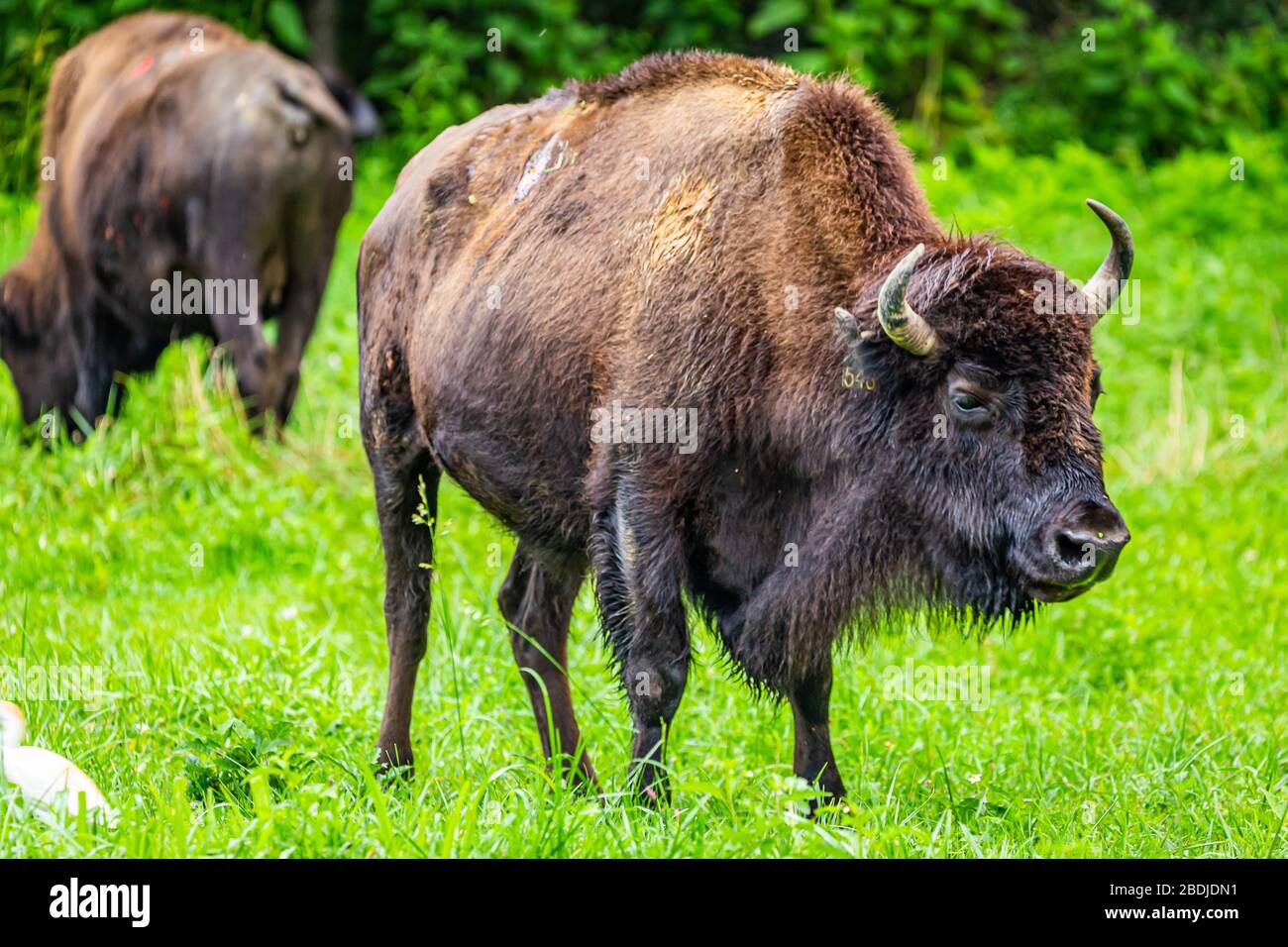 Un membro di un gruppo gestito di Bison in The Elk e Bison Prairie nella Terra tra i Laghi National Recreation Area in Kentucky. Foto Stock