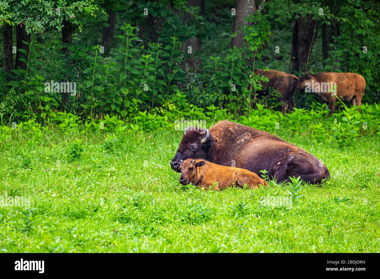Un membro di un gruppo gestito di Bison in The Elk e Bison Prairie nella Terra tra i Laghi National Recreation Area in Kentucky. Foto Stock