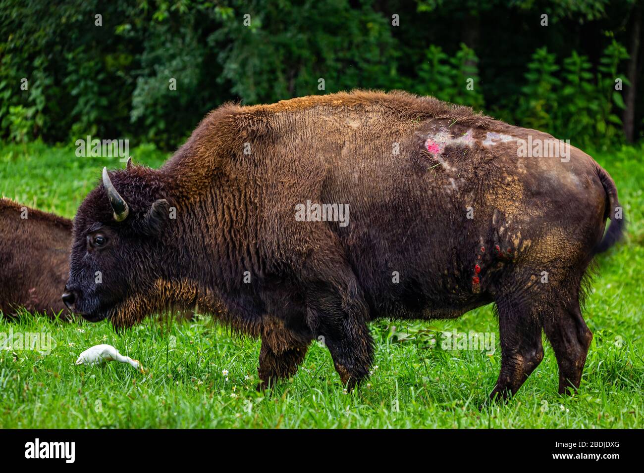 Un membro di un gruppo gestito di Bison in The Elk e Bison Prairie nella Terra tra i Laghi National Recreation Area in Kentucky. Foto Stock Un membro di un gruppo gestito di Bison in The Elk e Bison Prairie nella Terra tra i Laghi National Recreation Area in Kentucky. Foto Stock