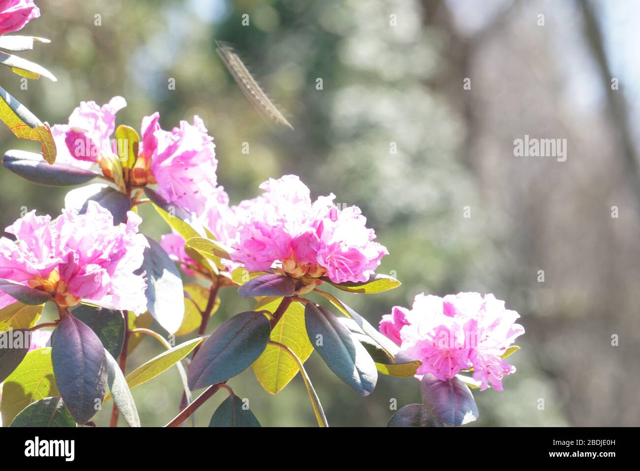 Ape sfocata che vola sui fiori con bokeh Foto Stock