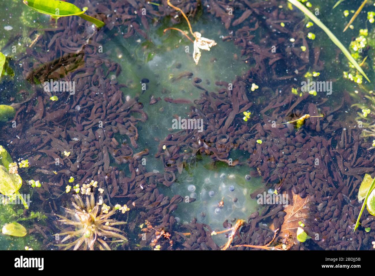 I tadpoli della rana recentemente hanno covato nel giardino stagno della fauna selvatica che mangia i resti della gelatina della rana - Regno Unito Foto Stock