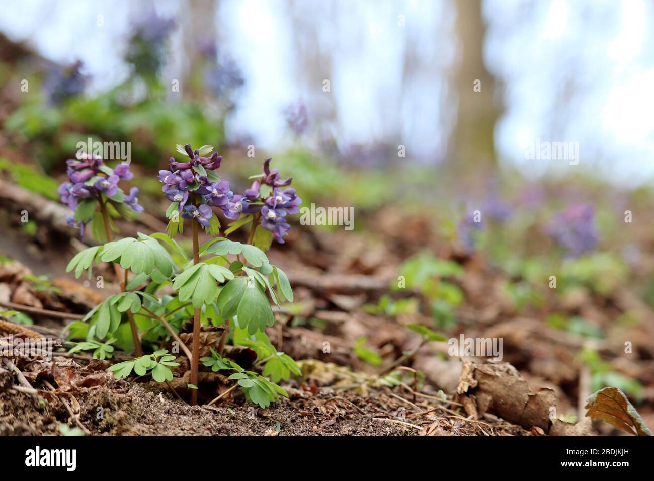 Primi fiori primaverili in una foresta. Fumewart, corydalis solida fioritura nel mese di aprile Foto Stock