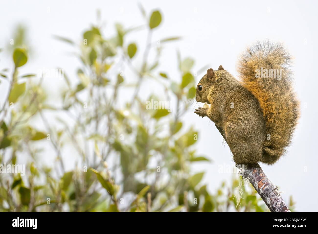 Scoiattolo di montagna di Bangs (Syntheosciurus brochus). Si sa molto poco di questi simpatici scoiattoli. Si trovano solo in Costa Rica e Panama. Foto Stock