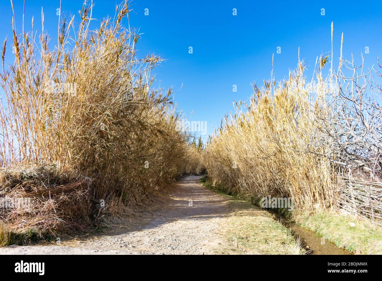 Sentiero rurale ombreggiato a Midelt Marocco Foto Stock