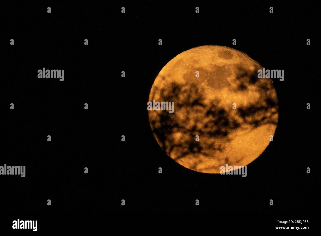 Henlow, Bedfordshire, Regno Unito. 8 aprile 2020. Luna rosa che sorge dietro gli alberi. Foto Stock