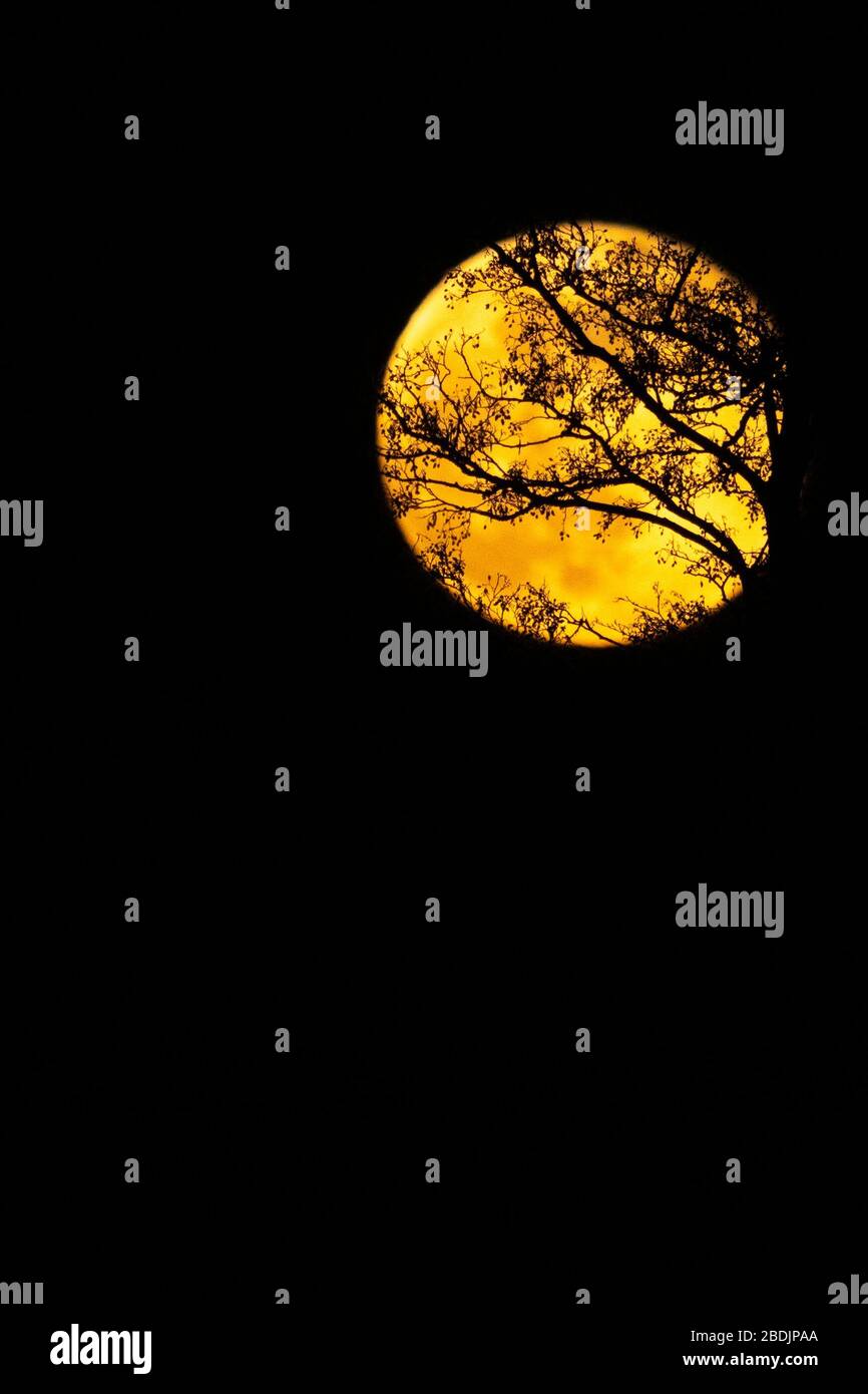Henlow, Bedfordshire, Regno Unito. 8 aprile 2020. Luna rosa che sorge dietro gli alberi. Foto Stock