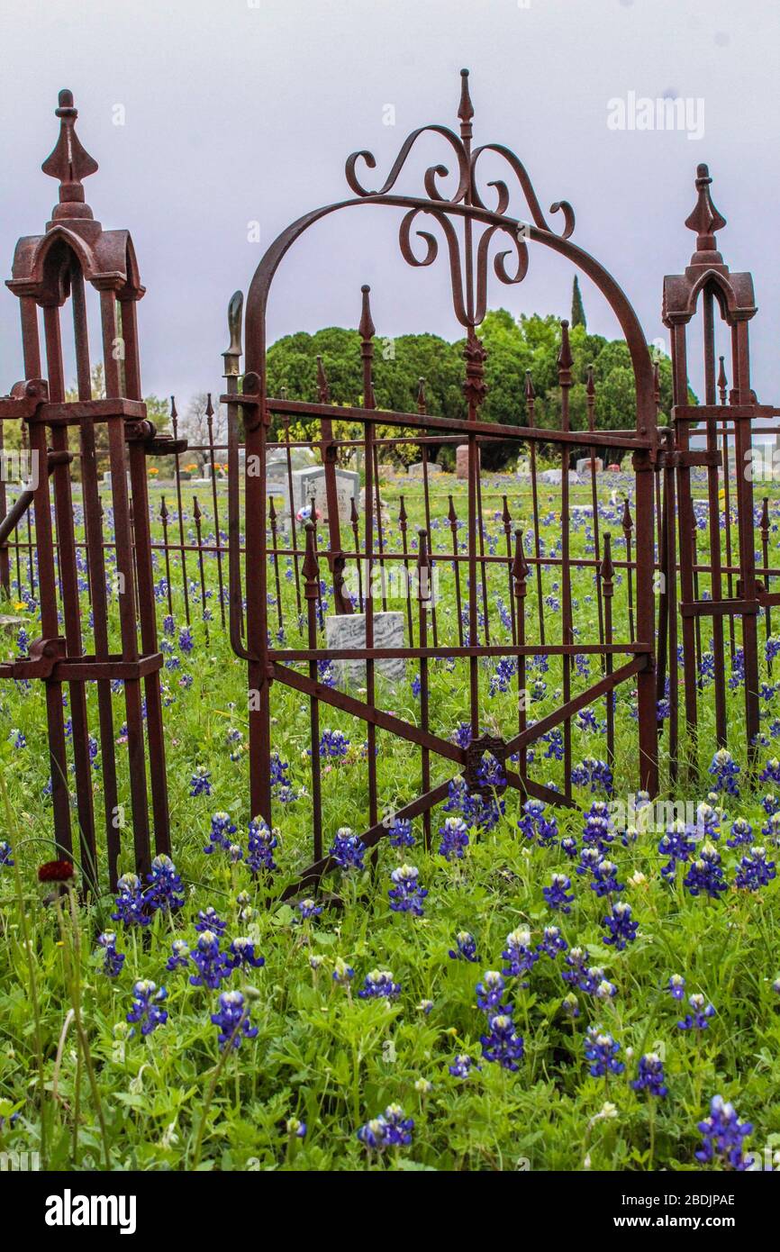 Porta aperta che conduce al terreno del cimitero di famiglia circondato da fiori blu del cofano. Foto Stock