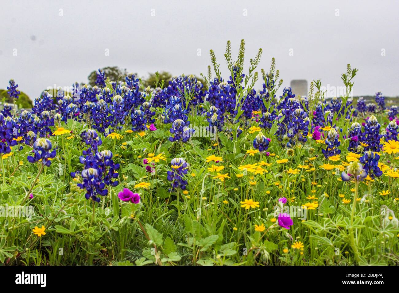 Fiori selvatici fioriscono nel cimitero Robert Lee, Texas Foto Stock
