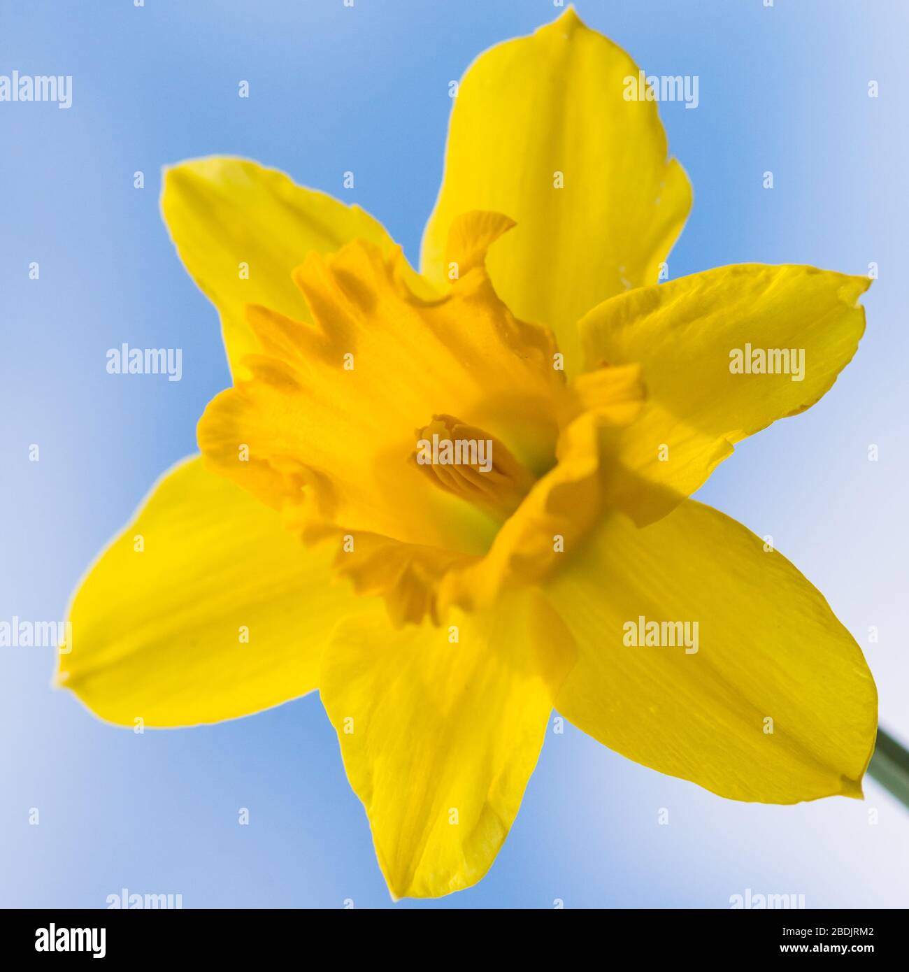 Un macro scatto di una fioritura di daffodil giallo contro un cielo blu. Foto Stock