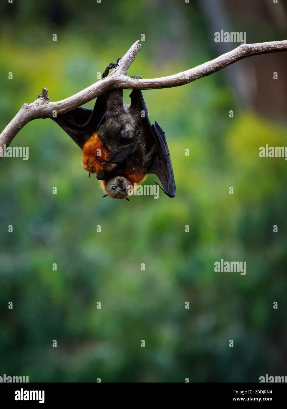 Pteropus poliocephalus - volpe volante a testa grigia la sera, volare via dal sito del giorno, appendere sul ramo e guardare. Foto Stock