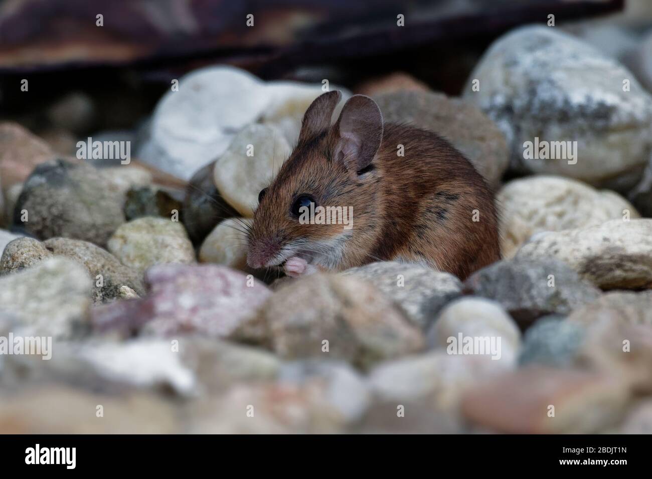 Mouse di legno - Apodemus sylvaticus è roditore muride nativo dell'Europa e dell'Africa nordoccidentale, i nomi comuni sono mouse di campo a coda lunga, mou di campo comune Foto Stock