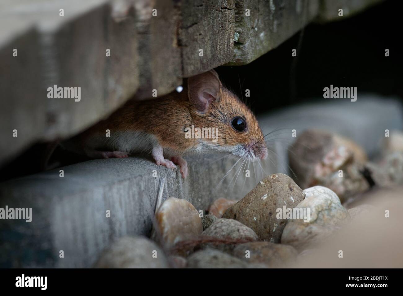 Mouse di legno - Apodemus sylvaticus è roditore muride nativo dell'Europa e dell'Africa nordoccidentale, i nomi comuni sono mouse di campo a coda lunga, mou di campo comune Foto Stock