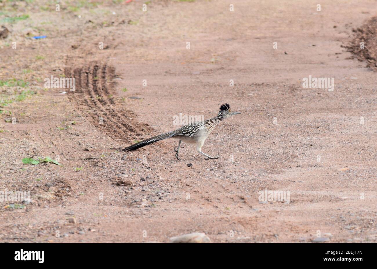 Un roadrunner attraversa una strada sterrata nel deserto di sonora dell'Arizona Foto Stock