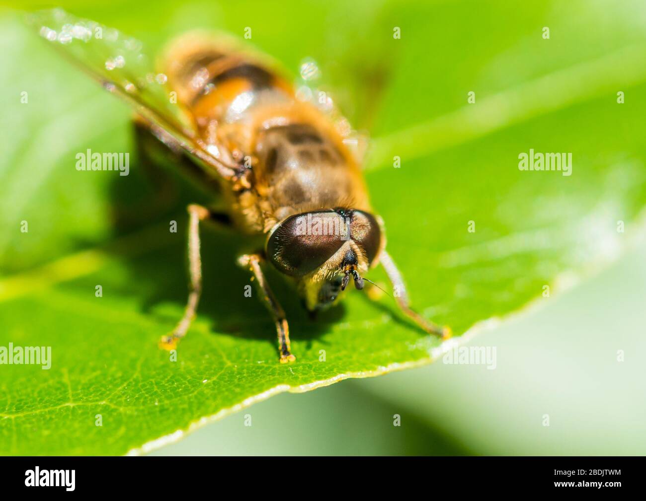 Una macro ripresa di una mosca appoggiata su una foglia verde. Foto Stock