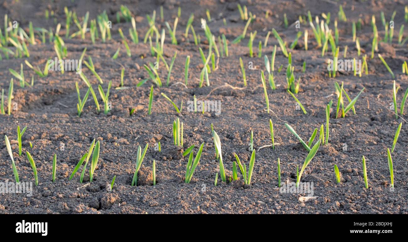 File di grano o orzo giovani che sono entrati male nel campo dell'agricoltura. Foto Stock