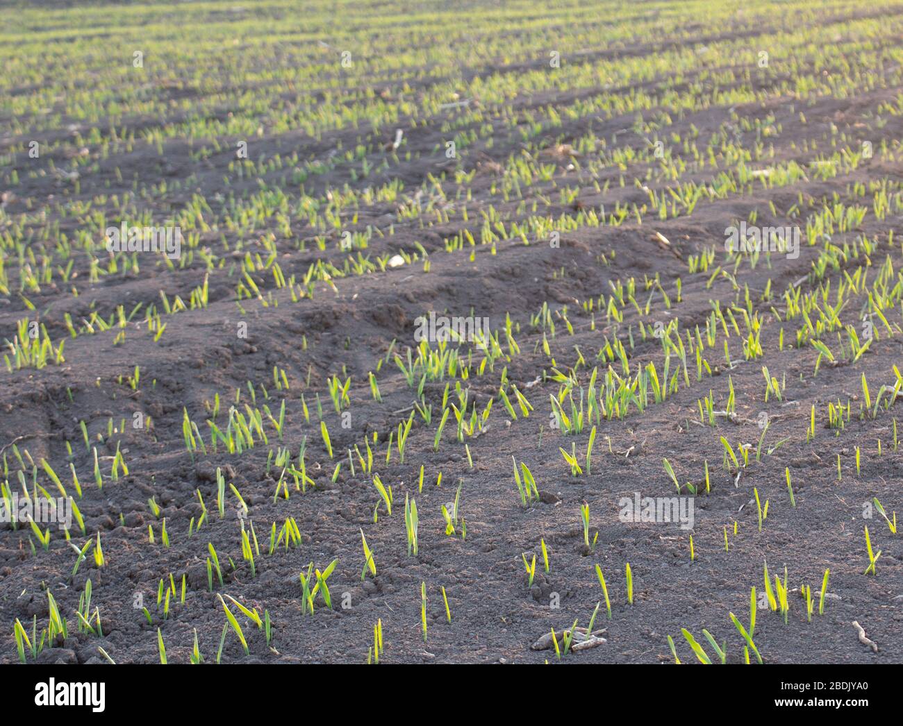 File di grano o orzo giovani che sono entrati male nel campo dell'agricoltura. Foto Stock