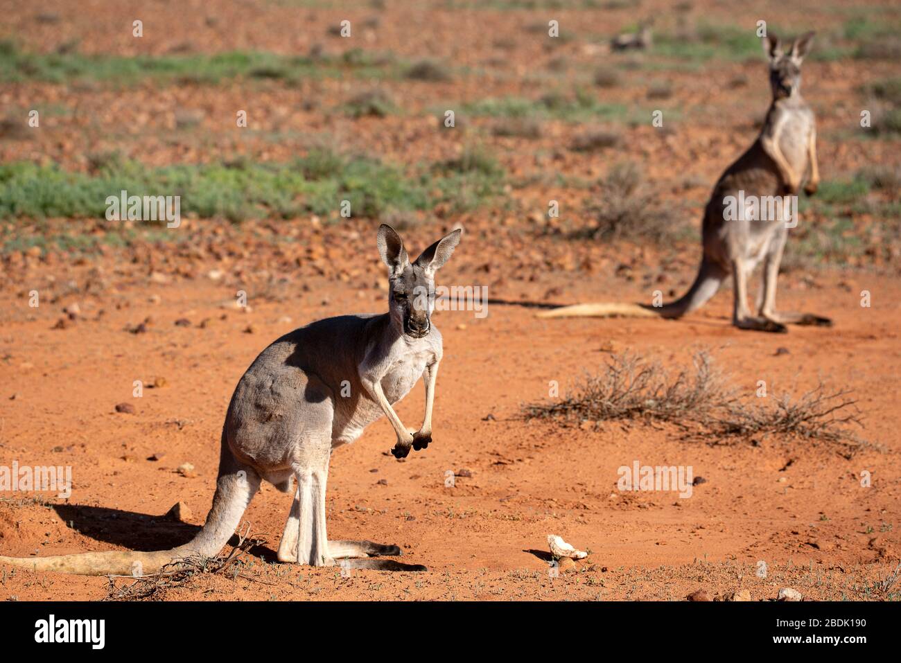 Canguri rossi in allerta nel parco nazionale di Sturt, NSW remoto, Australia Foto Stock