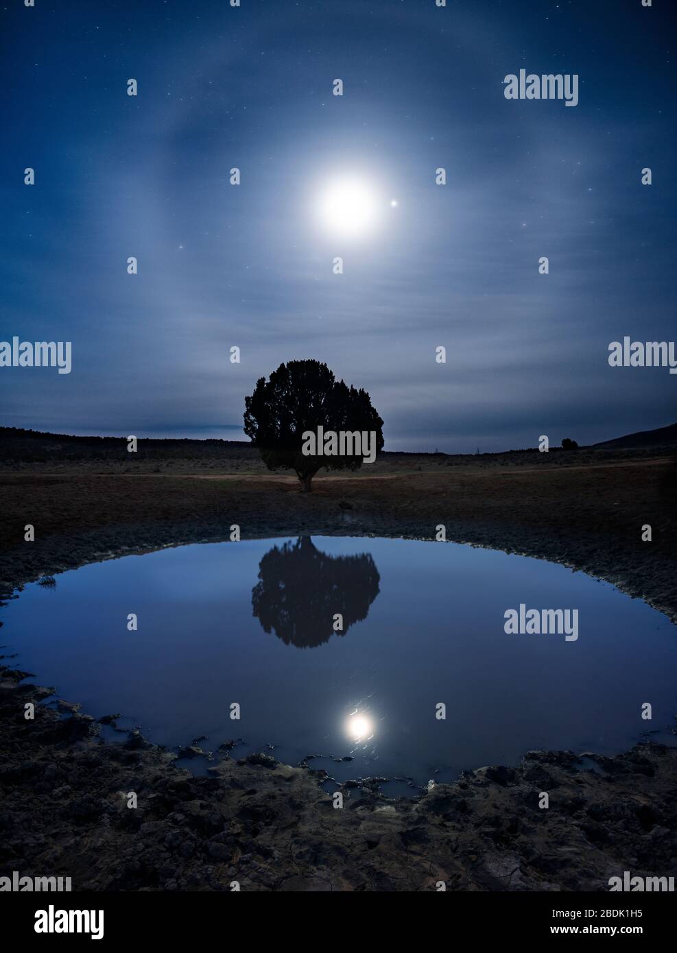 Luna cane che si levano su UN albero di Lone che riflette in un bacino di bestiame Foto Stock