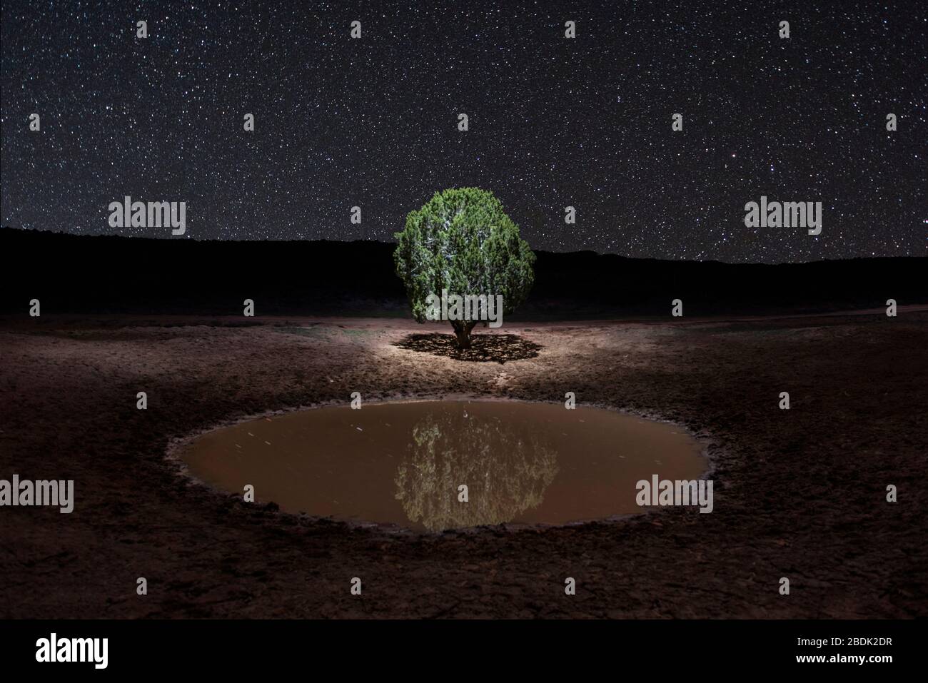 Lone albero che riflette in piccolo stagno sotto un milione di stelle Foto Stock