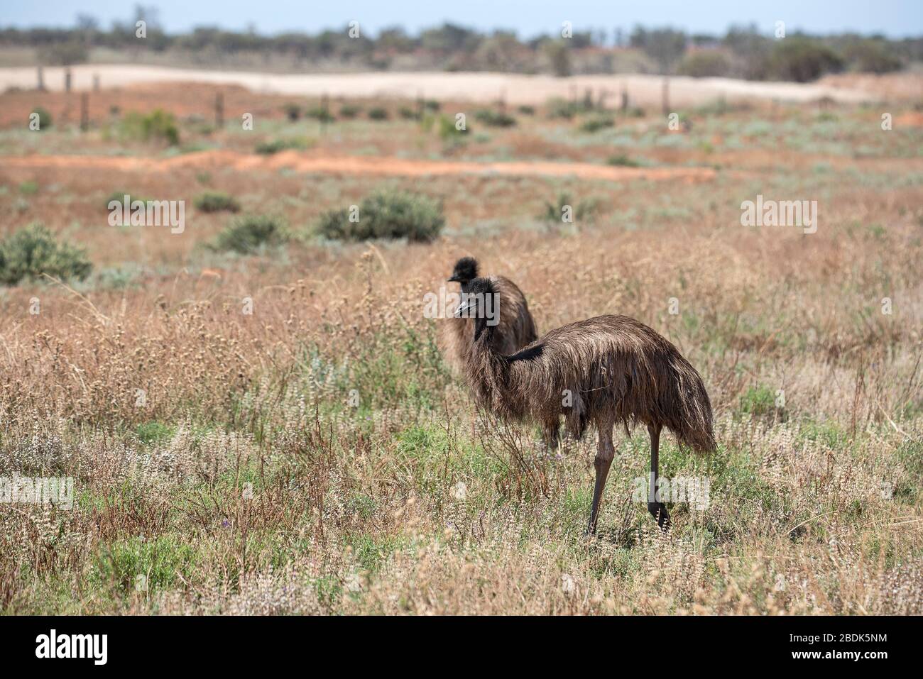 Coppia EMU vicino a Hay, Outback NSW, Australia Foto Stock