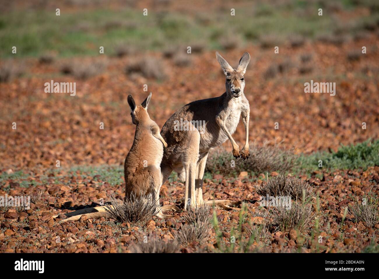 Canguri rossi sulle pianure rocciose di Gibber del Parco Nazionale di Sturt Foto Stock