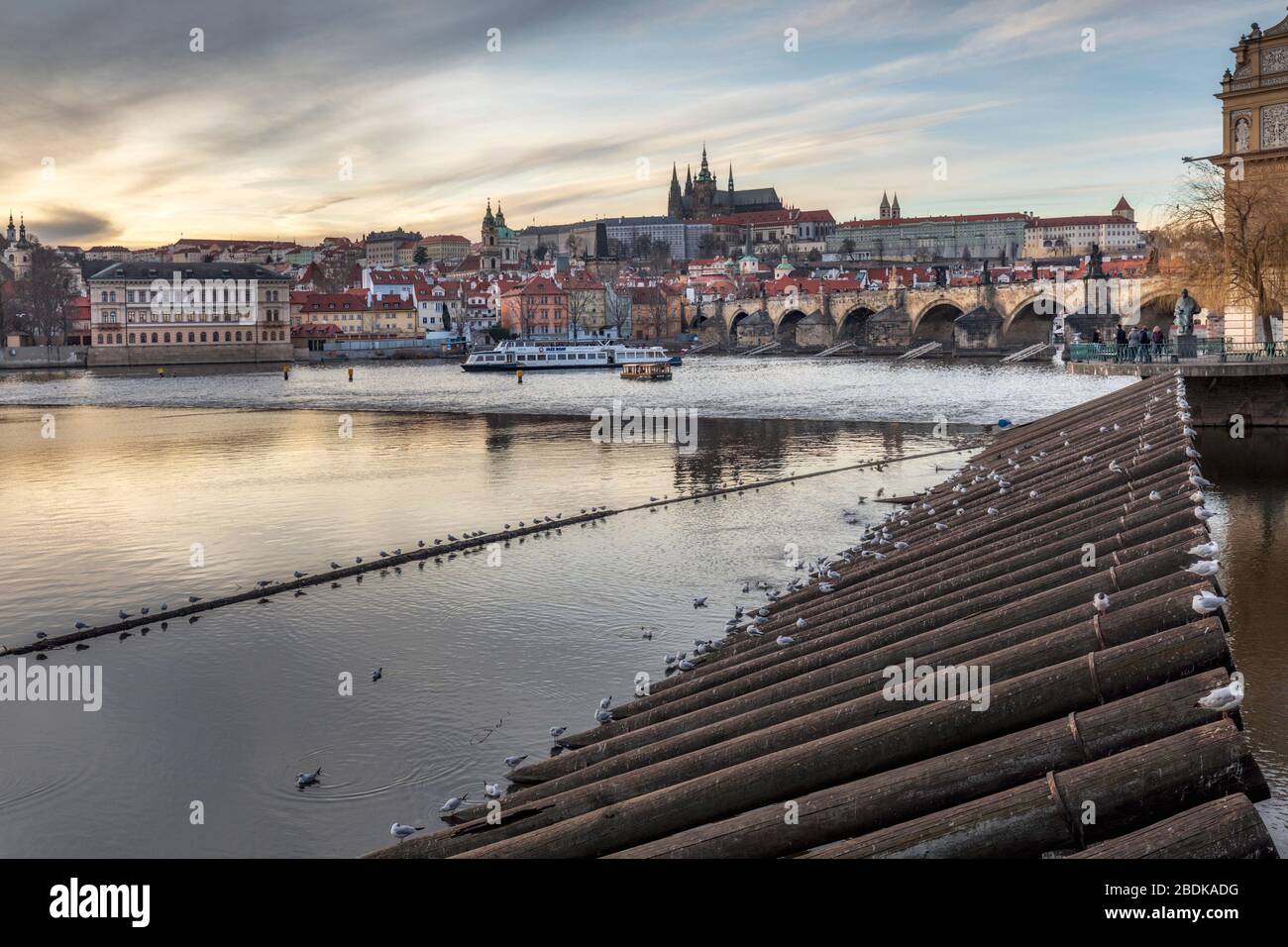 Gabbiani poggiati su una barriera di legno a pali sul fiume Moldava, Praga Repubblica Ceca Foto Stock