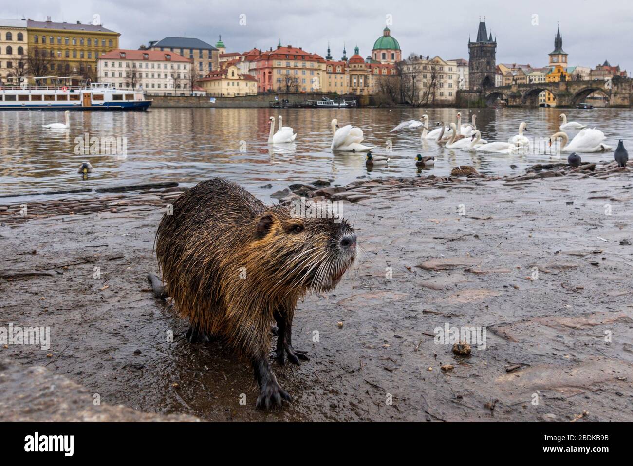 A Coypu, (o ratto di fiume, nutria.) sulle rive del fiume Moldava vicino al Ponte Carlo a Praga, Repubblica Ceca Foto Stock