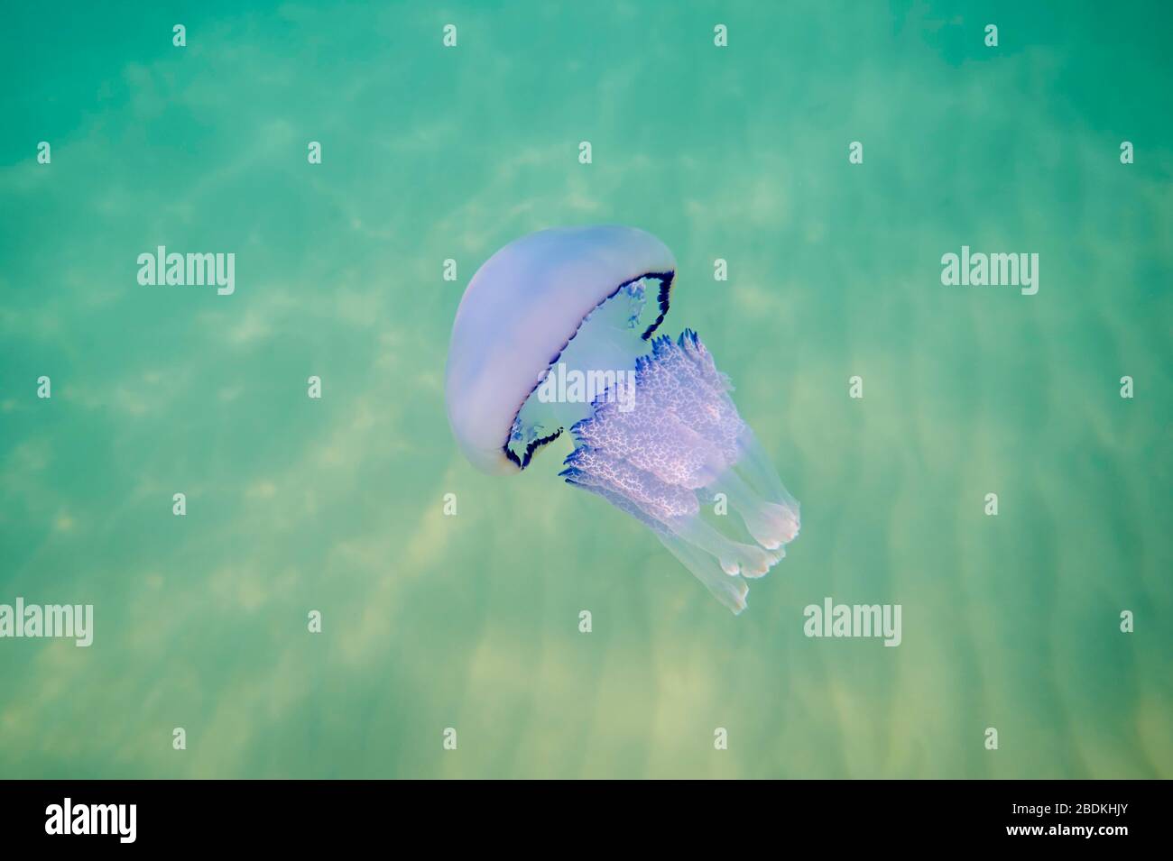 Meduse con coperchio a damiera (Rhizostoma pulmo) in acque poco profonde, Catalogna, Spagna Foto Stock