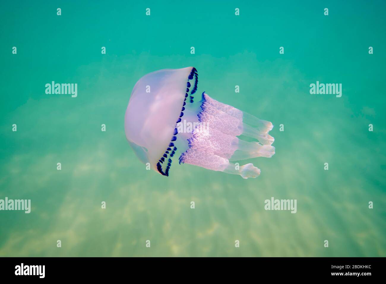 Meduse con coperchio a damiera (Rhizostoma pulmo) in acque poco profonde, Catalogna, Spagna Foto Stock